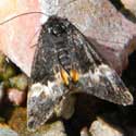 a spring-time, day-flying noctuidae © by Mike Plagens