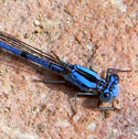 Argia sp. © by Mike Plagens