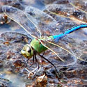 Green Darner