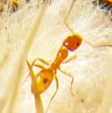 Forelius Ant