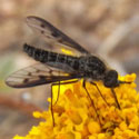 bee fly parasite of wood-boring beetle © by Mike Plagens