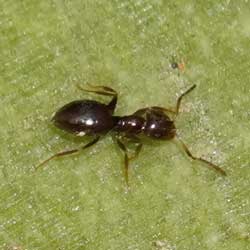 minute, very dark Brachymyrmex ant © by Mike Plagens