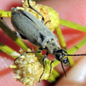 Gray Blister Beetle