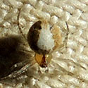 very small theridiidae spider &copy; by Mike Plagens