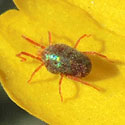 fast-running red mite, Balaustium, © by Mike Plagens