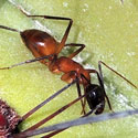 soil nesting carpenter ants © by Mike Plagens