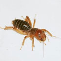 Jerusalem Cricket, Stenopelmatus, © by Marcus Watson