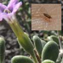 jumping plant louse on wolfberry photo © by Mike Plagens