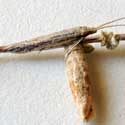 Coleophora moth on Atriplex © by Mike Plagens