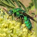 Cuckoo Wasp, Chrysidini, © by Mike Plagens