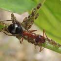 Wood Ant