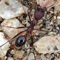 Aphaenogaster albisetosa © by Mike Plagens