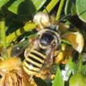 Apoidea bee visiting flowers of creosote bush, © by Mike Plagens