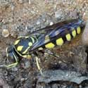 Sand Wasp © by Mike Plagens