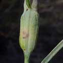 a stem gall induced by Asphondylia midge © by Mike Plagens