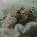 a pair of hispine Chrysomelidae © by Mike Plagens