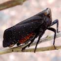 Sooty Planthopper