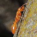 Pseudomyrmex pallida ant © by Mike Plagens