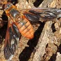 Poecilanthrax fly photo © by Mike Plagens