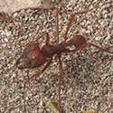 Mexican Leaf-cutter Ant, Atta mexicana, © by Mike Plagens