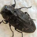 Ocotillo borer Chrysobothris © by Mike Plagens