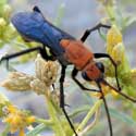 spider wasp Notocyphus © by Mike Plagens