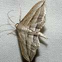 Geometridae moth © by Mike Plagens