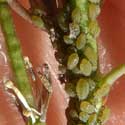 Mustard Aphid on Brassica tournifortii photo © by Mike Plagens