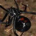 Latrodectus Black Widow © by Mike Plagens