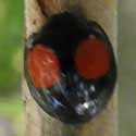 Cactus Lady Beetle, Chilocorus cacti, © by Mike Plagens