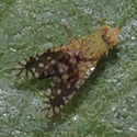 Ambrosia Seed Maggot Tephritidae © by Mike Plagens