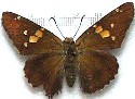 Silver Spotted Skipper