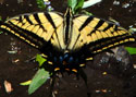 Western Tiger Swallowtail