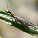 Snakefly