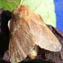 Southwestern Tent Caterpillar Moth