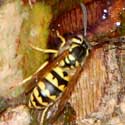 Western Yellow-jacket