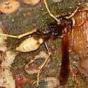 Comanche Paper Wasp