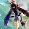 Polistes Wasp