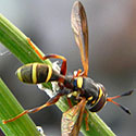 Thick-headed Fly