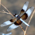 Widow Skimmer