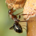 Wood Ant