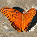 Gulf Fritillary