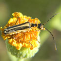 Lewis Soldier Beetle