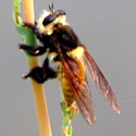 Bumblebee Mimic is a Bee Killer