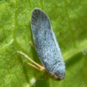 Yellow-headed Hopper