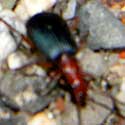 Bombardier Beetle