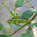 common short winged katydid