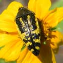 Flower Buprestid, Acmaeodera