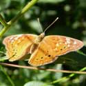 Hackberry Emperor