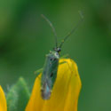 Tithonia Plant Bug